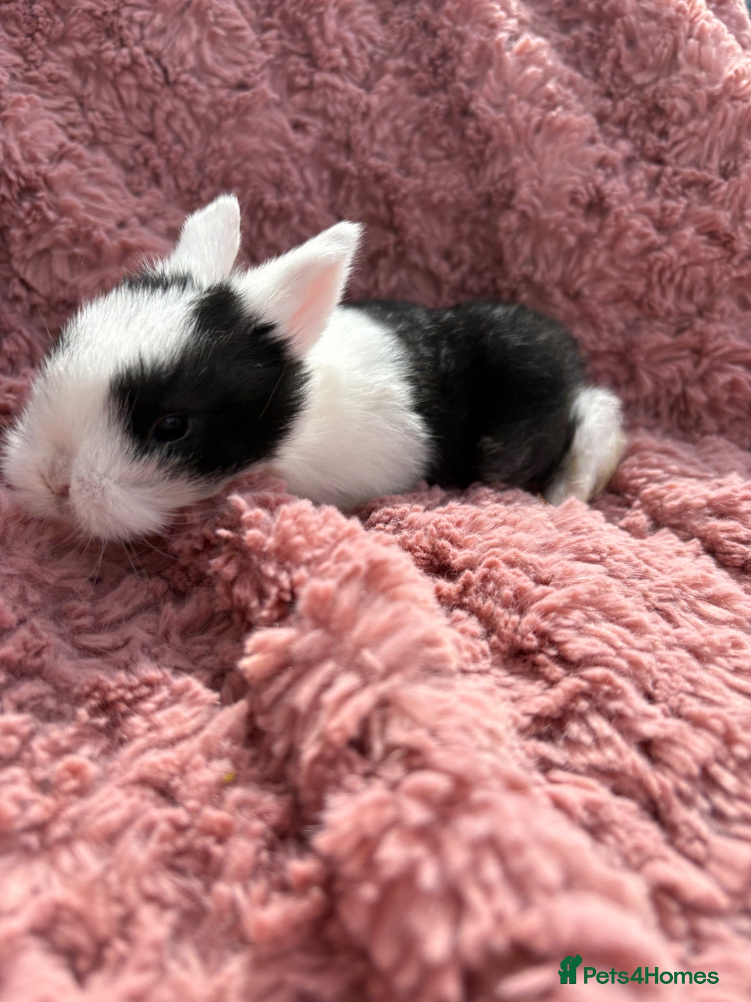 Mini Lop rabbits Raised indoors Mini lops/lion lops-vaccinated  - Advert 2