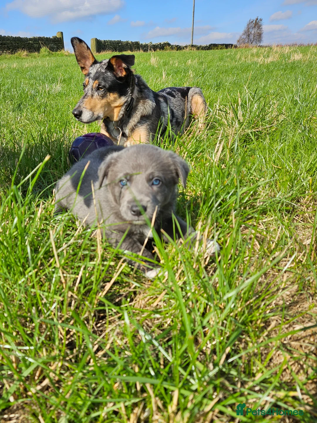 Border Collie dogs for stud: 💙Mr Blue 💙 - Advert 5