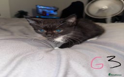 Mixed Breed cats for sale: 5x kittens looking for forever homes  - Image 11