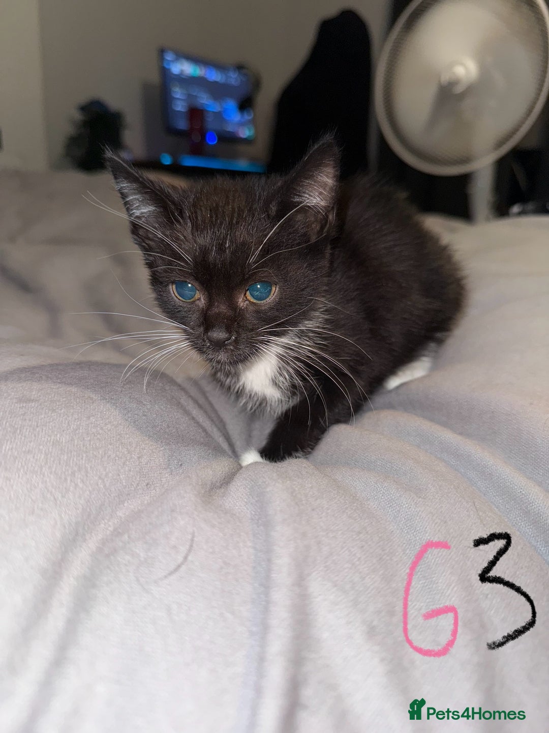 Mixed Breed cats for sale: 5x kittens looking for forever homes  - Image 11