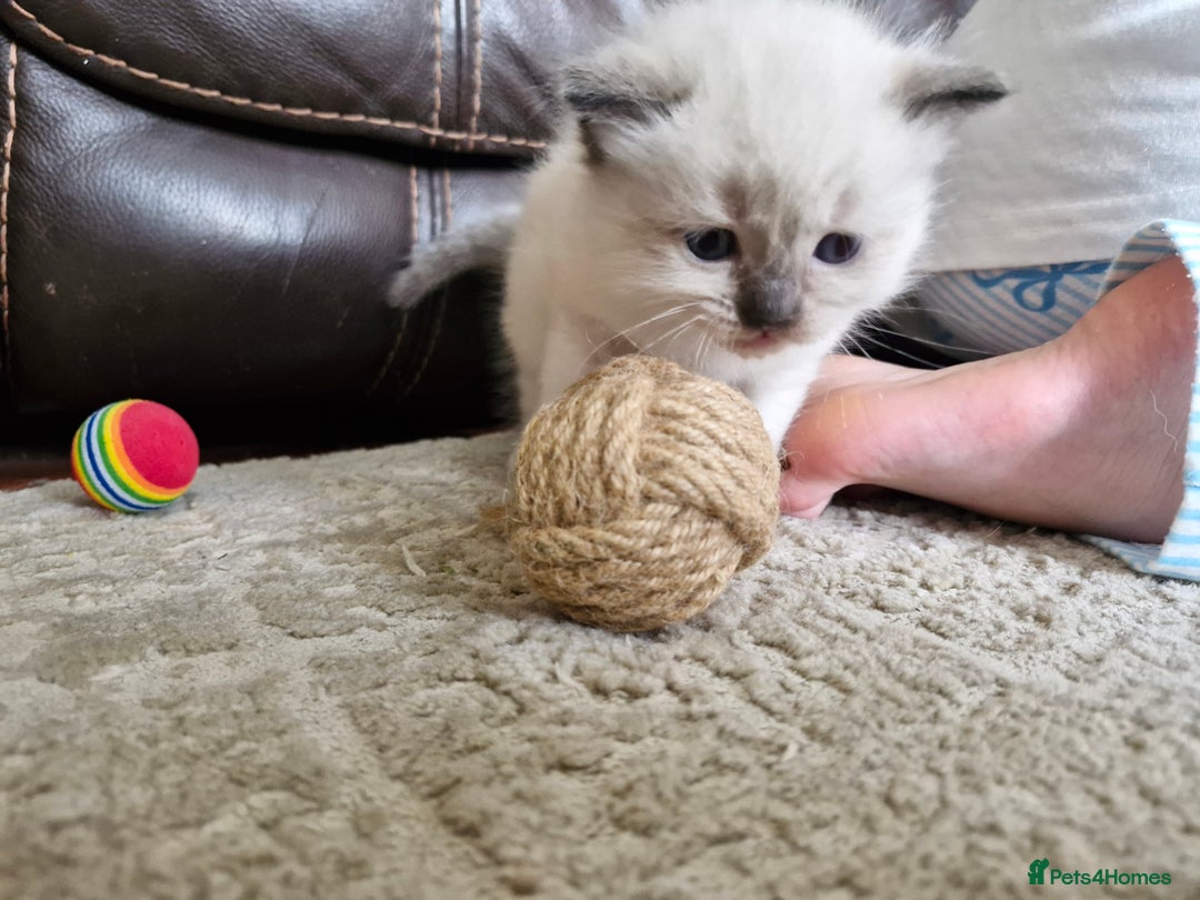 Ragdoll cats for sale: Ragdoll Kittens Available  - Image 2