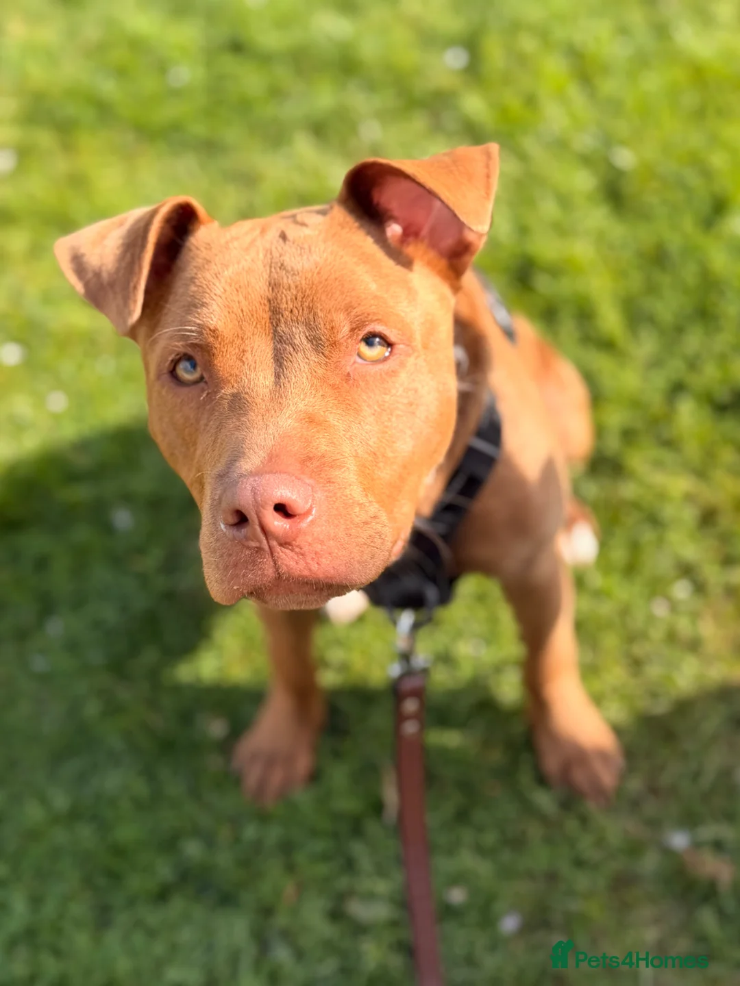 Mixed Breed dogs for sale: 9 month old American staffy in Warwick - Advert 2