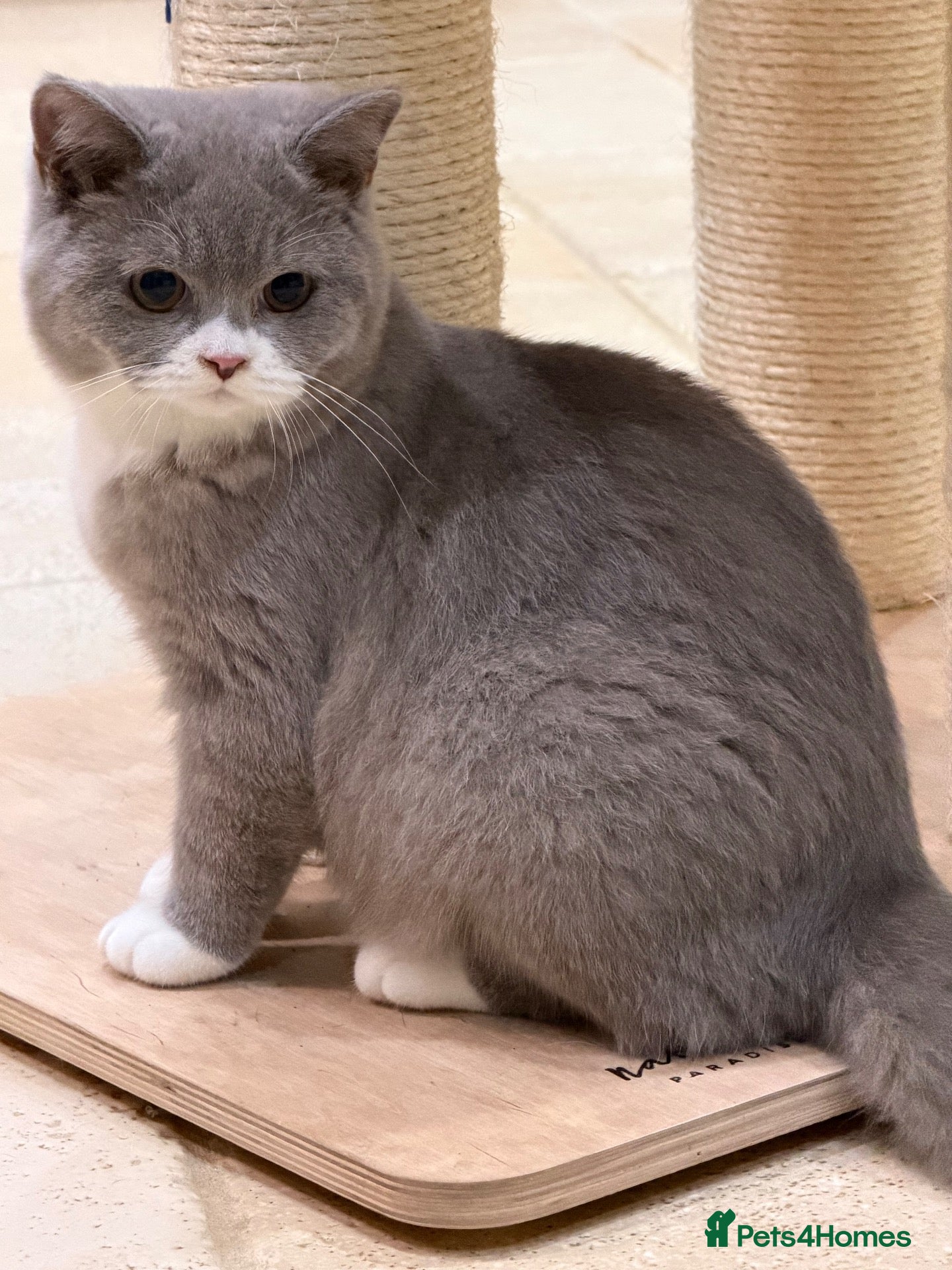 British Shorthair cats READY NOW - REGISTERED FULL PEDIGREE BSH FROM £750 - Advert 2