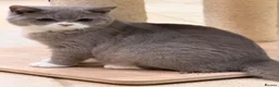 British Shorthair cats for sale: READY NOW - REGISTERED FULL PEDIGREE BSH - Advert 7