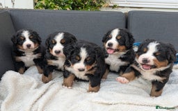 Bernese Mountain Dog dogs for sale: KC Bernese Pups – Calm, Loving & Ready Soon - Image 6