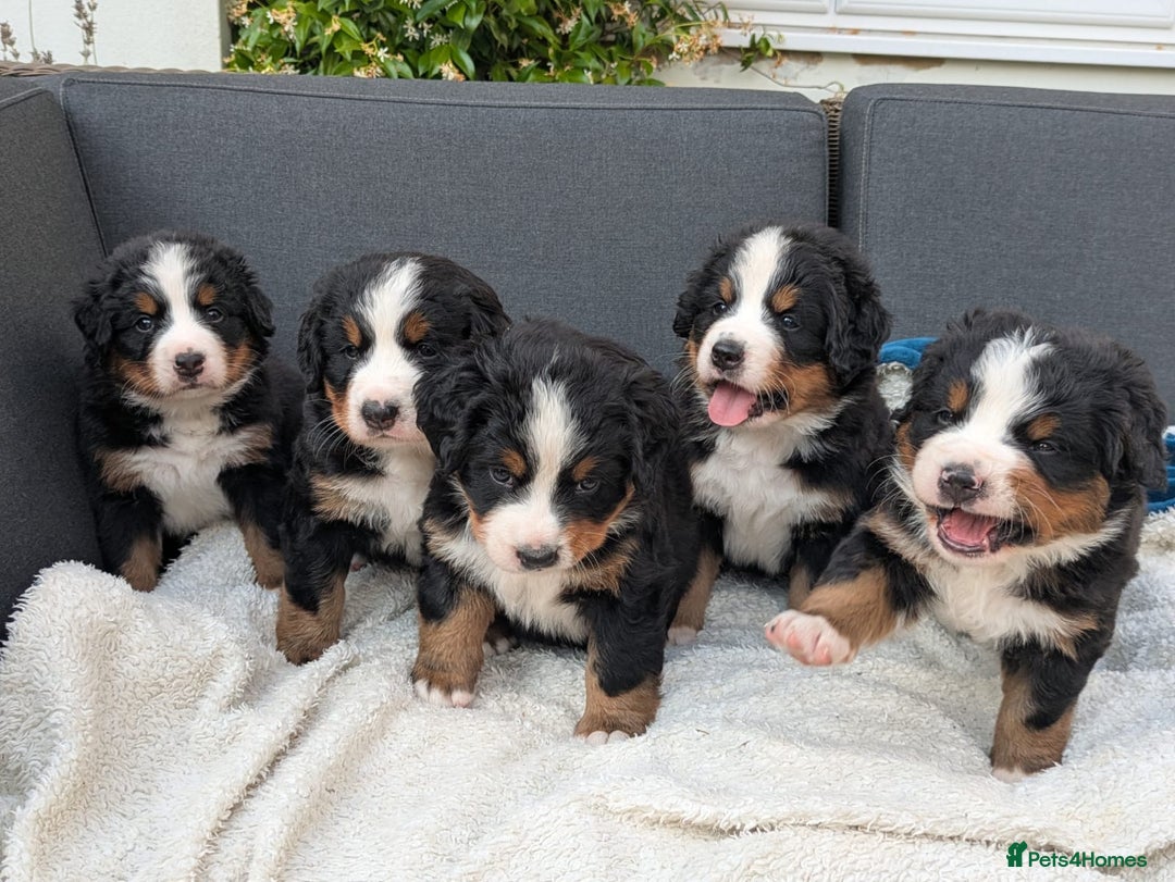Bernese Mountain Dog dogs for sale: KC Bernese Pups – Calm, Loving & Ready Soon - Image 6