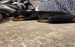 Mixed Breed dogs for sale: Miniature dachshund X French bulldog  - Image 11
