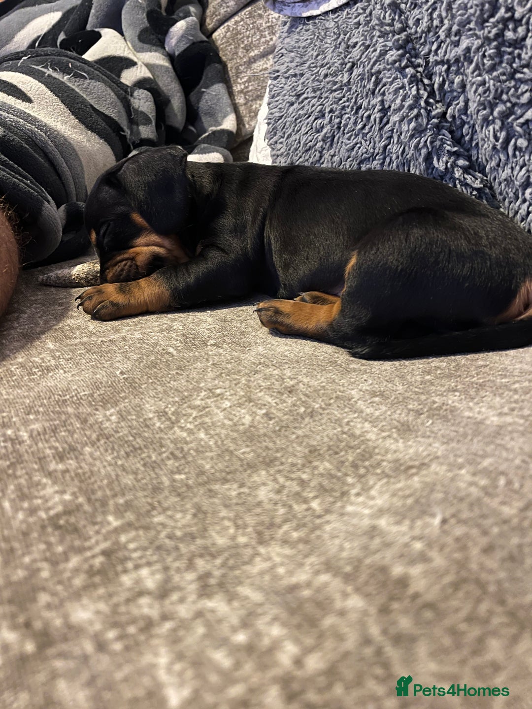 Mixed Breed dogs for sale: Miniature dachshund X French bulldog  - Image 11