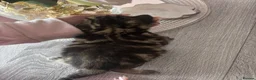 Mixed Breed cats for sale: Bengal x mixed litter - Advert 7