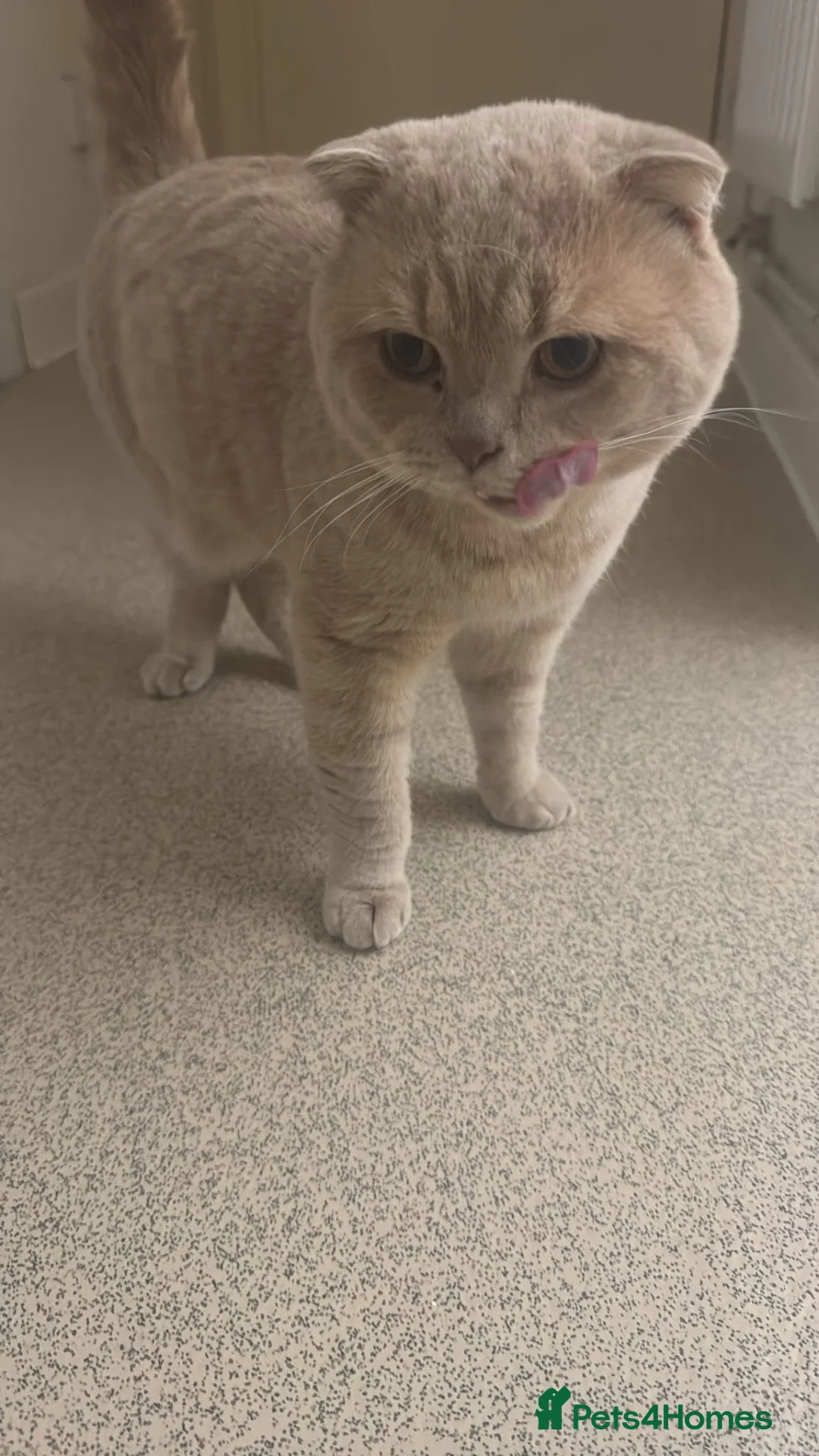 British Shorthair cats for sale: BEAUTIFUL SCOTTISH FOLD × BRITISH SHORTHAIR GIRLS - Advert 2