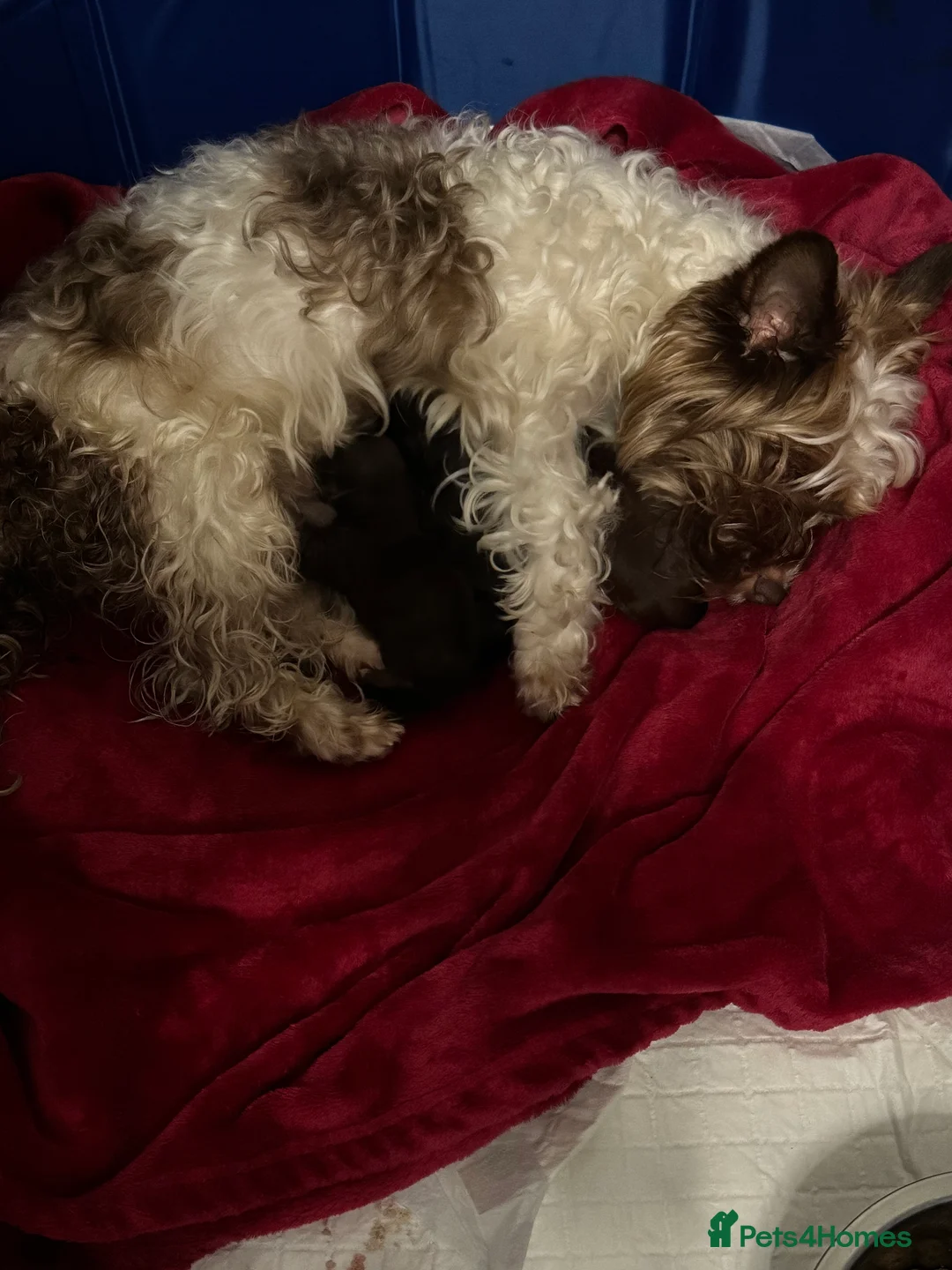 Yorkiepoo dogs for sale: DNA Health tested Yorkipoo puppies  - Advert 28