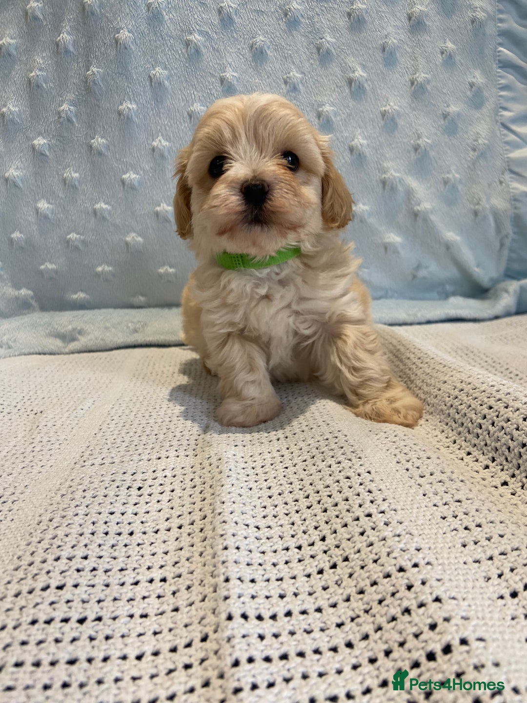 Maltipoo dogs for sale: 💖🐾Stunning health tested F1 maltipoo babies 🐾💖 - Advert 5