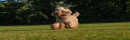 Toy Poodle dogs for stud: Stud Dog Available – Rufus "Magic Bashful Prince"  - Advert 8