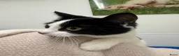 Mixed Breed cats for sale: Mother and girl kitten for sale in Swindon - Advert 4