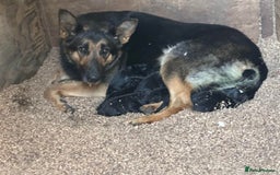 German Shepherd dogs for sale: Male And Female KC German Shepherd Puppies. - Image 3