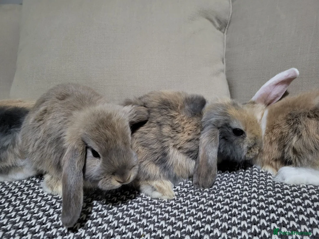 Mini Lop rabbits for sale: Adorable Mini Lops - Advert 2