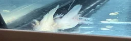 Axolotl reptiles for sale: Axolotl - Advert 6