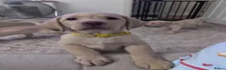 Labrador Retriever dogs for sale: Chunky yellow Labrador pups  - Advert 2