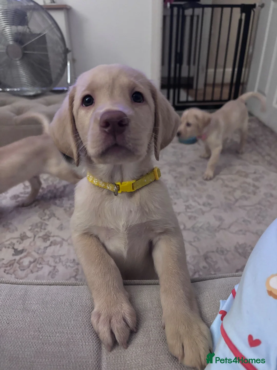 Labrador Retriever dogs for sale: Chunky yellow Labrador pups  - Advert 2