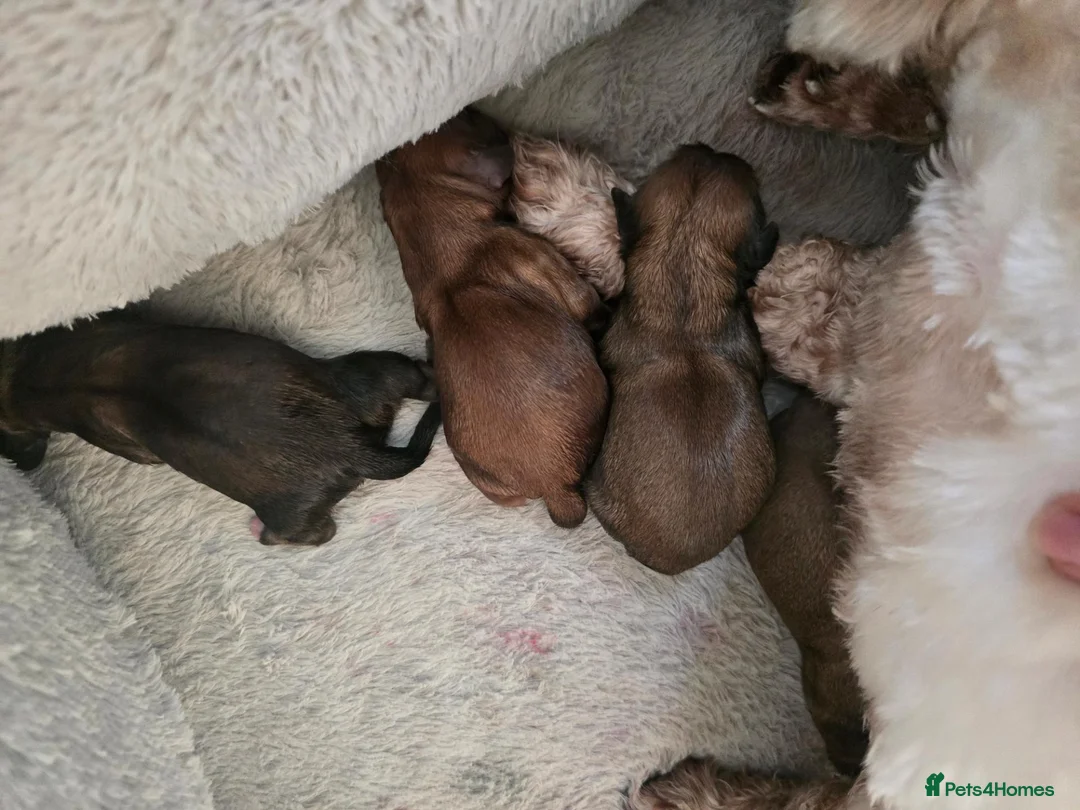Shih Tzu dogs for sale: Shih tzu puppies in Sutton-in-Ashfield - Advert 7