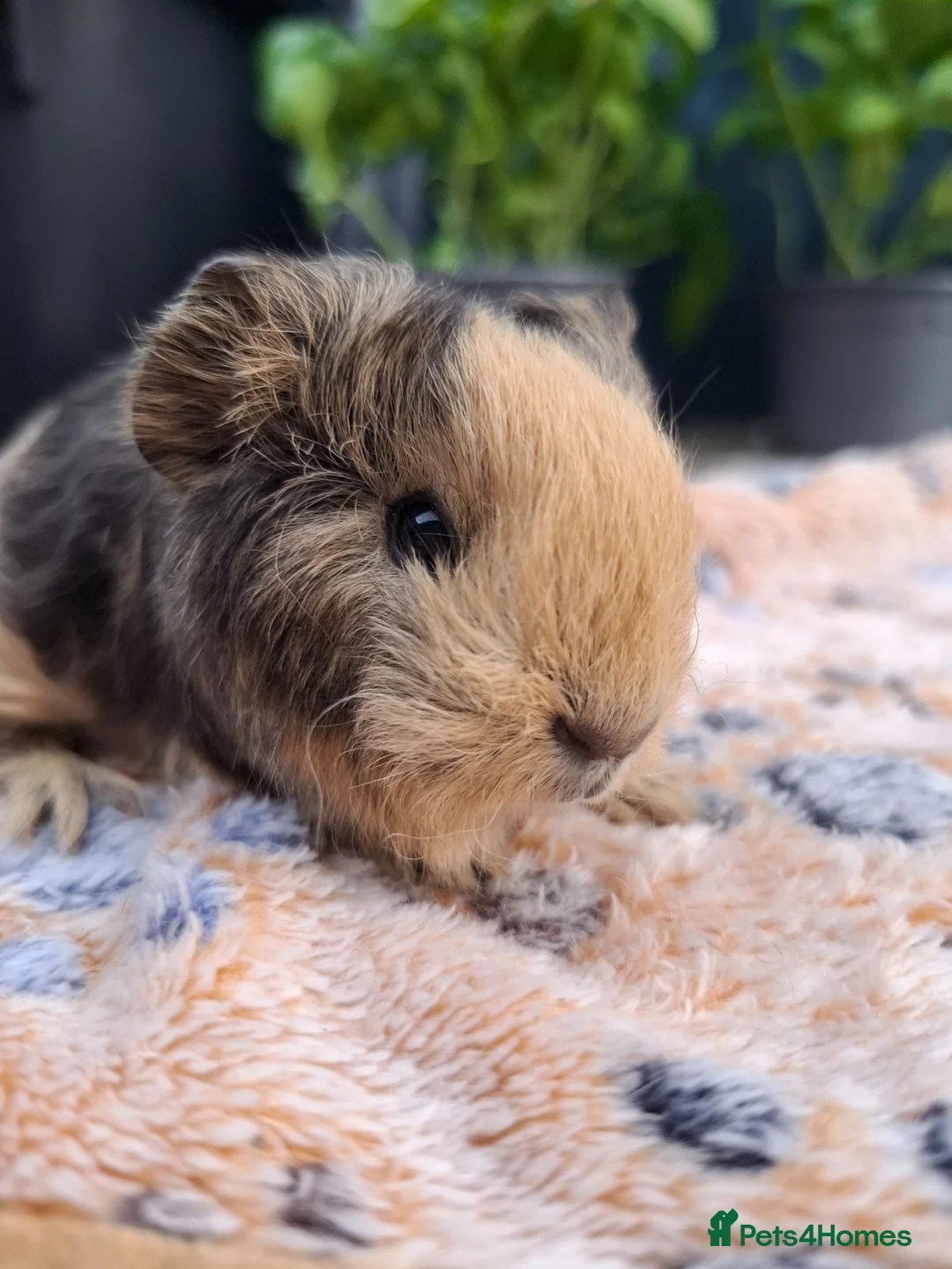 Guinea Pig rodents for sale: Swiss, Cali, Self Black & Smooth Baby Guinea Pigs - Advert 17