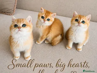 British Shorthair cats 🏆Tica registered ny12 British Shorthair Boys🏆 - Advert 3