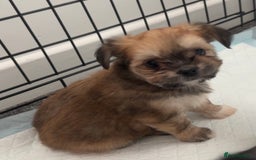 Mixed Breed dogs for sale: Tini Malchi puppies  - Image 9