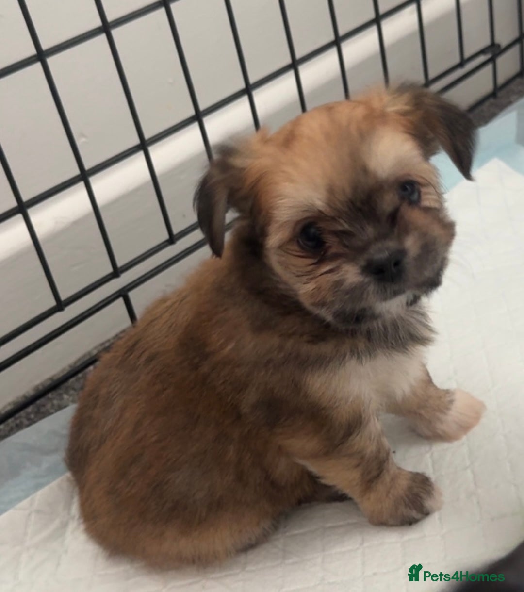 Mixed Breed dogs for sale: Tini Malchi puppies  - Image 9