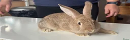 Mixed Breed rabbits for sale: Stunning, Hand-Reared Bunnies Seeking Forever home - Advert 8