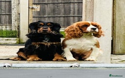 Cocker Spaniel dogs for sale: Forever home needed for rosie - Advert 2