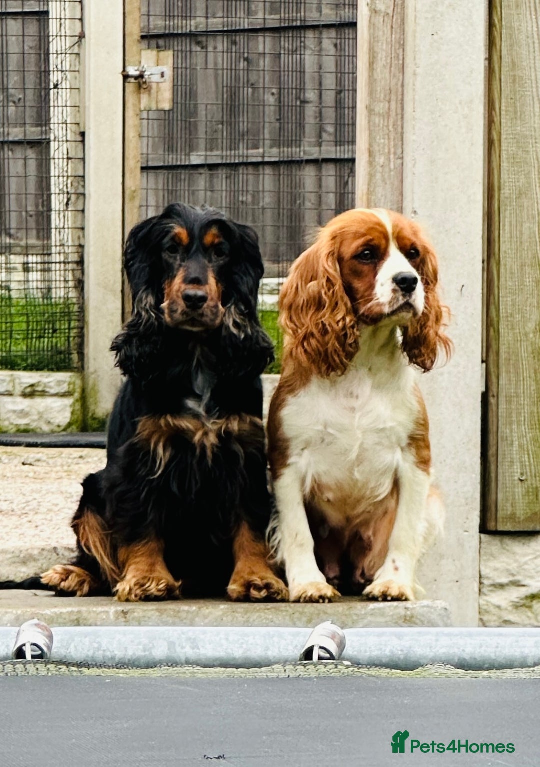 Cocker Spaniel dogs for sale: Forever home needed for rosie - Advert 2