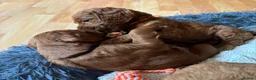 Irish Doodle dogs for stud: Gorgeous Deep Red Mini Irishdoodle for stud only - Advert 4