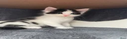 Ragdoll cats for sale: Beautiful cross Ragdoll kittens - Advert 25