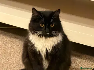 British Shorthair cats Stunning British Shorthair Tuxe - Advert 1