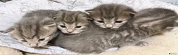 Mixed Breed cats for sale: 4 Healthy adorable Fluffy Tabby kittens  - Advert 4