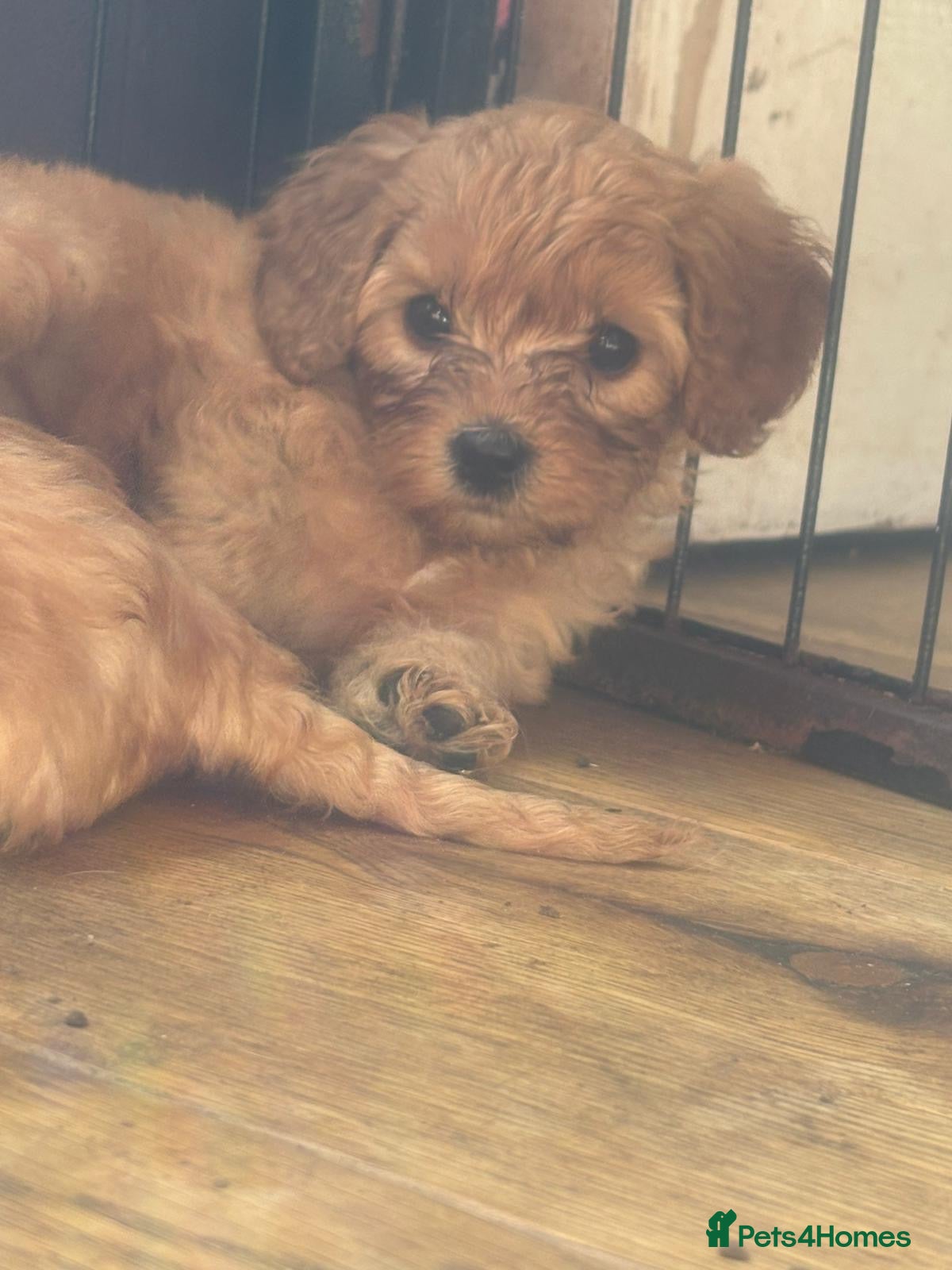 Cavapoo dogs Specialist Health tested Cavapoo  - Advert 2
