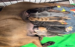Shar Pei dogs for sale: Sharp pie puppies  - Image 12