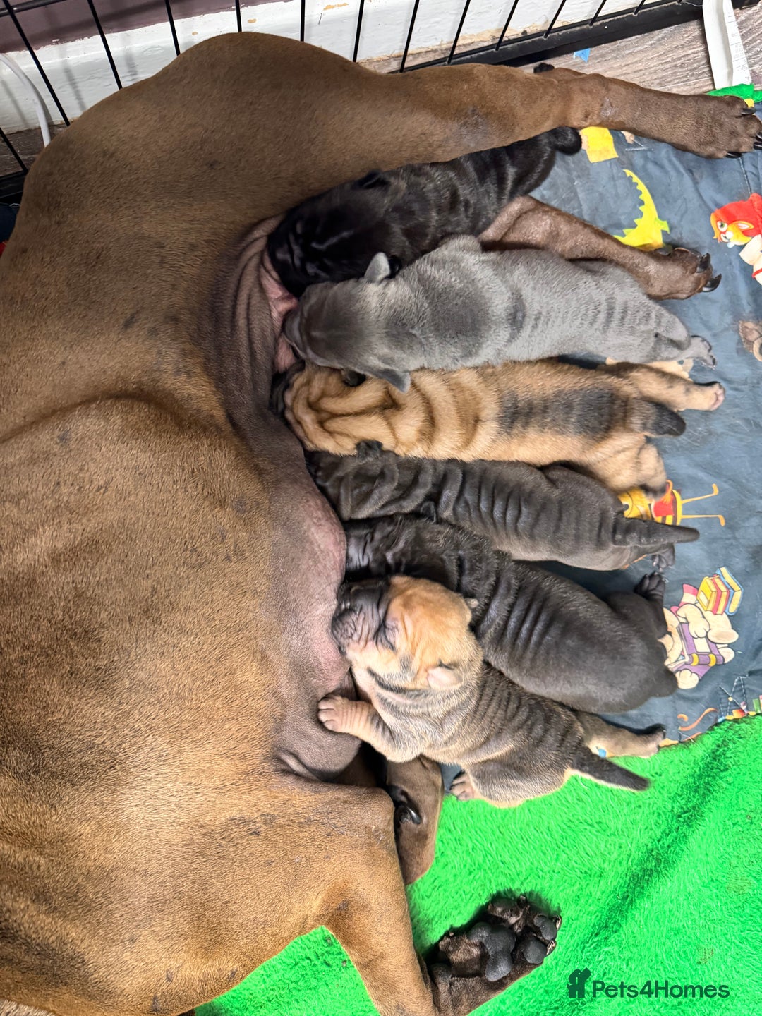 Shar Pei dogs for sale: Sharp pie puppies  - Image 12