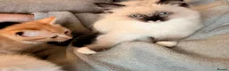 Ragdoll cats for sale: Ragdoll x Domestic Tortoiseshell Shorthair Kittens - Advert 14