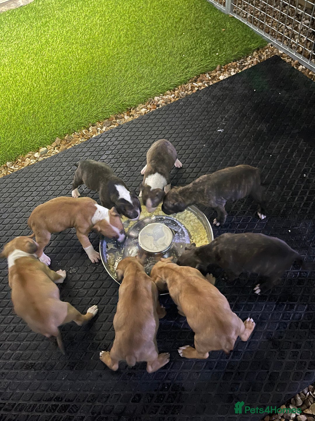 English Bull Terrier dogs for sale: English bull terrier pups - Advert 3