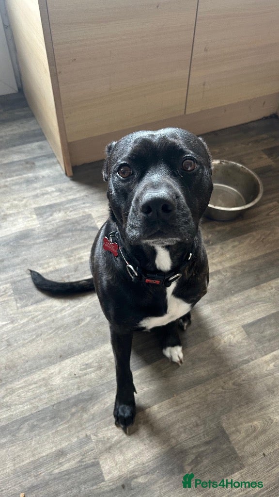 Staffordshire Bull Terrier dogs Meet Willow, currently residing in Cheshire - Advert 2
