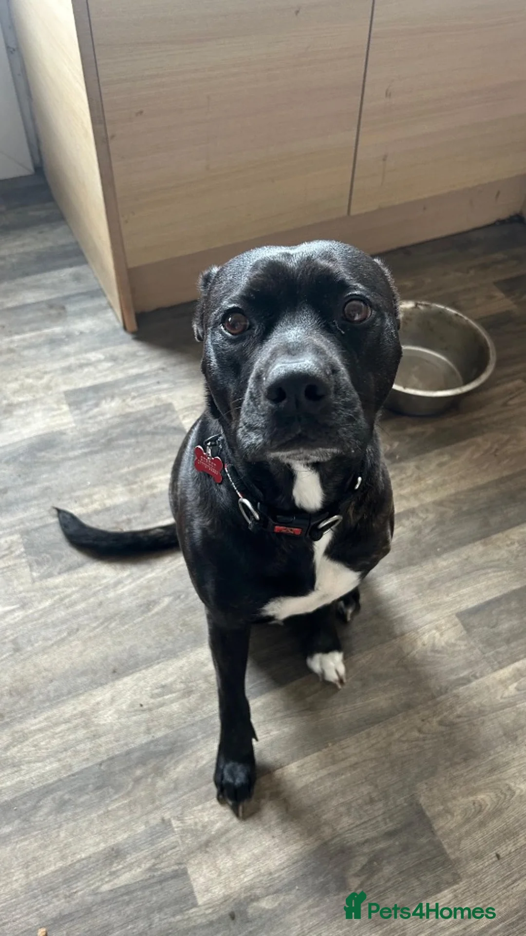 Staffordshire Bull Terrier dogs for adoption: Meet Willow, currently residing in Cheshire in Sandbach - Advert 1