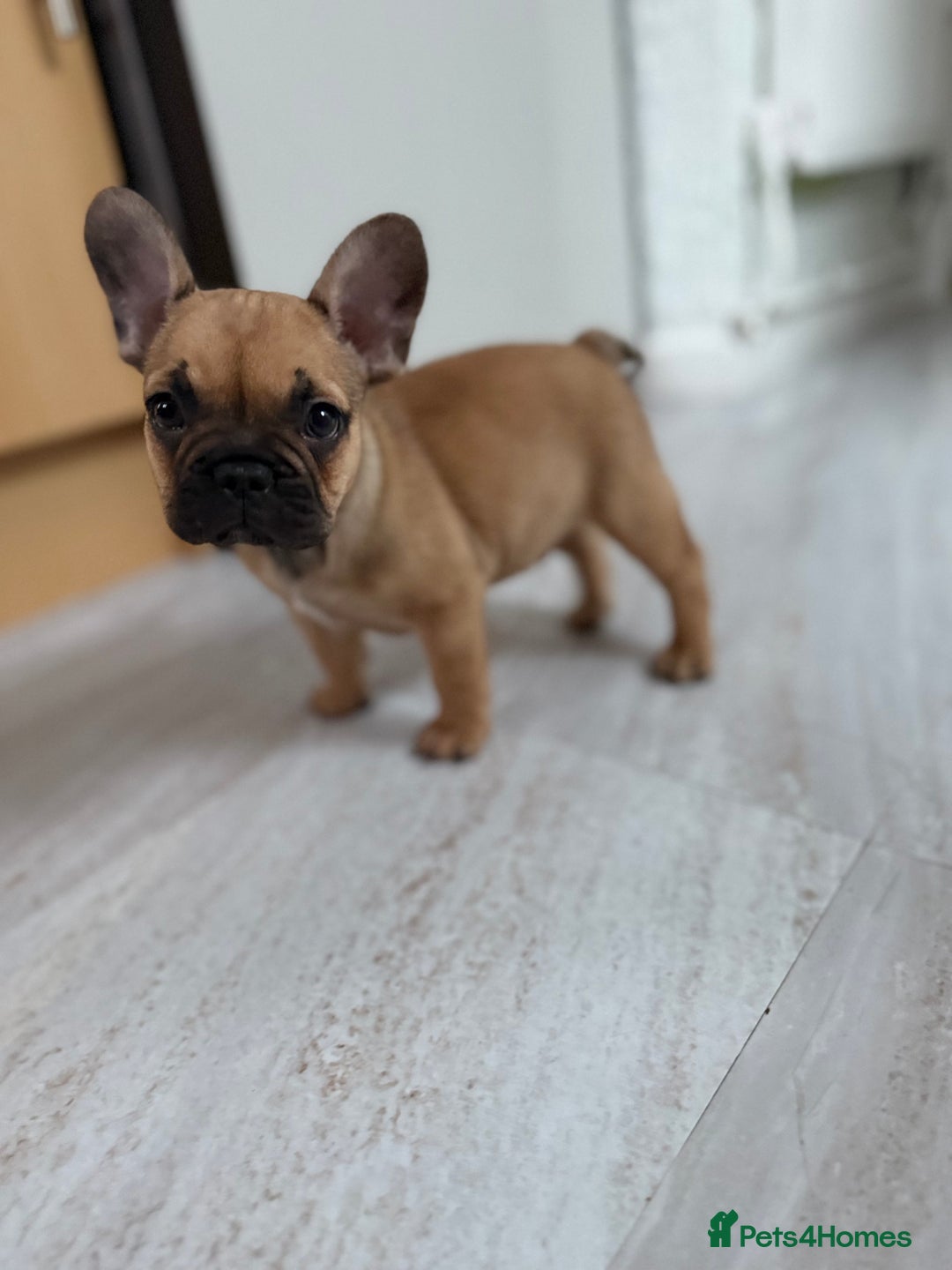 French Bulldog dogs for sale: French bulldog Coco  - Image 3