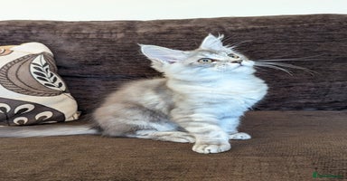 Maine Coon cats - Advert 15