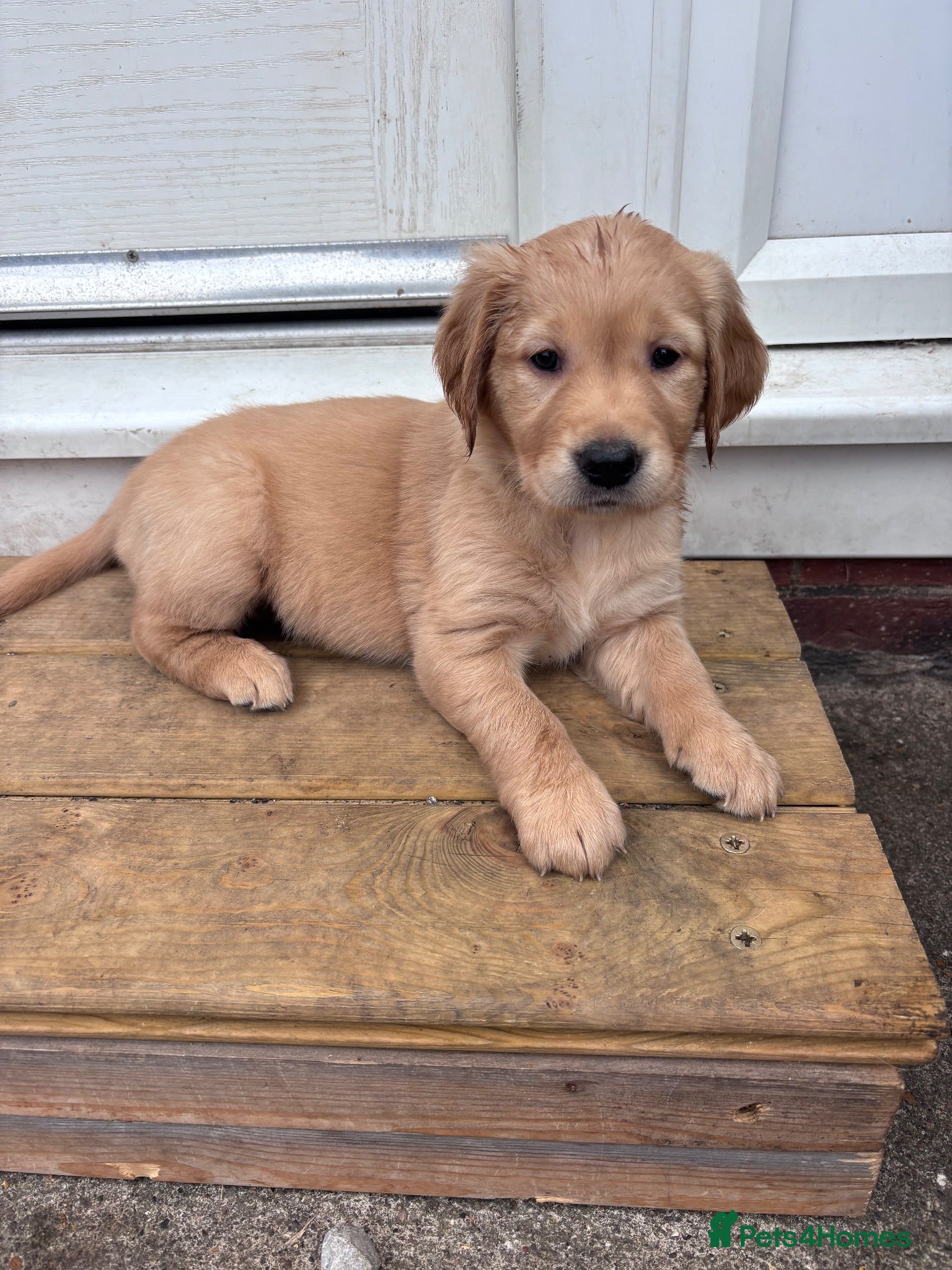 Golden Retriever dogs Ready next week 🐾 - Advert 13