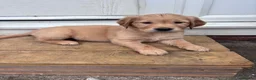 Golden Retriever dogs for sale: 5 GOLDEN RETRIEVERS READY NOW 🐾 - Advert 1