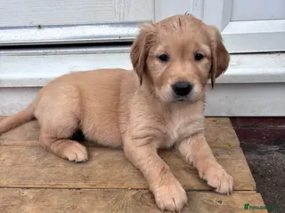 Golden Retriever dogs 5 GOLDEN RETRIEVERS READY NOW 🐾 - Advert 1