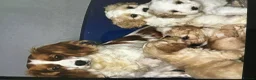 Mixed Breed dogs for sale: Adorable Cockalierpoo pups ( so cute) - Advert 6