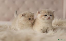 British Shorthair cats for sale: Chubby Golden Blue BSH girls - Image 1