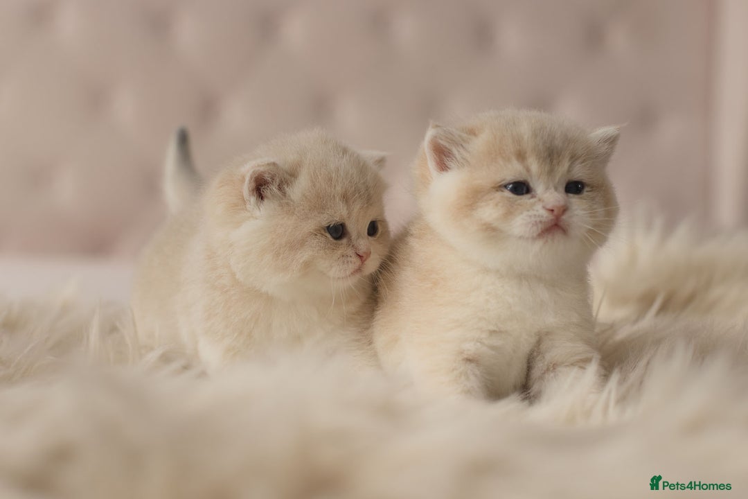 British Shorthair cats for sale: Chubby Golden Blue BSH girls - Image 1